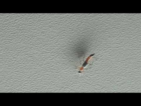 Another narrow Bee fly (Nairobi fly) that invade Baringo