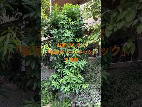 冬に葉を落とさない低木はどれですか?トップ 5 + ボーナス!  庭園