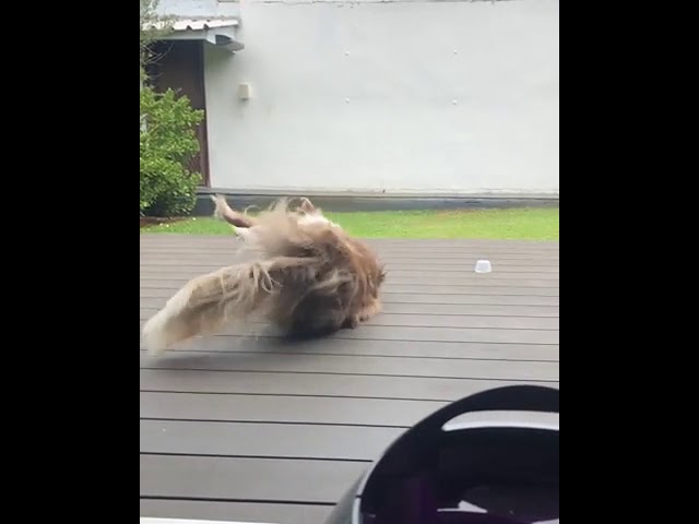 Когда собакен умеет развлекать сам себя