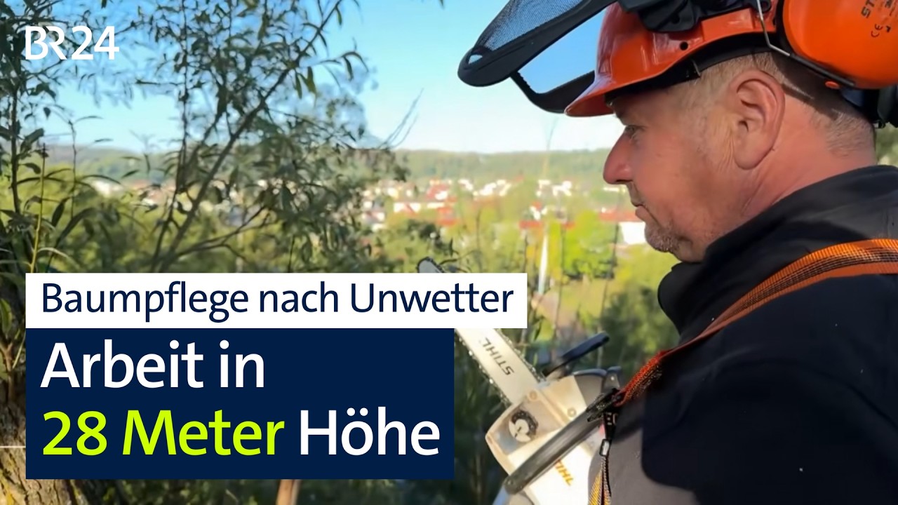 Geschwächte Bäume nach Hitze und Sturm | BR24
