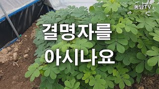 결명자를 아시나요? 귀농 귀촌 농사