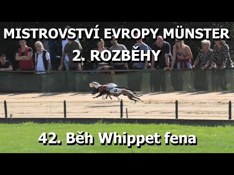 R2 - 42.Běh Whippet fena - Mistrovství Evropy Münster