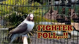 Download lagu LOVEBIRD BATMAN BETINA FIGHTER NGEKEK PANJANG, PANCINGAN LB MACET DAN MALAS BUNYI mp3 Download lagu LOVEBIRD BATMAN BETINA FIGHTER NGEKEK PANJANG, PANCINGAN LB MACET DAN MALAS BUNYI mp3