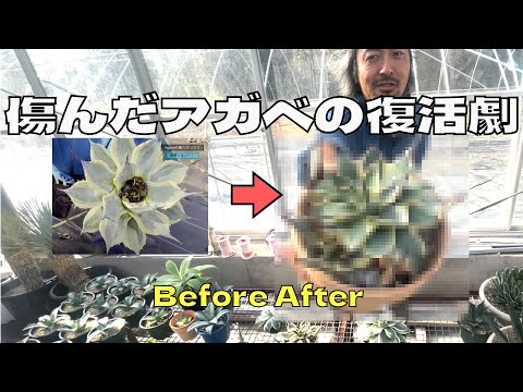 ウォータースパイク植物 植物