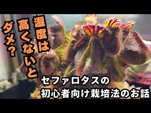 園芸 アルバニー ウォータージャグ セファロタス