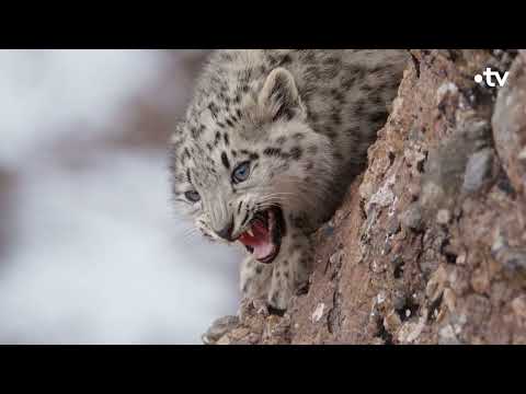 Panthère des neiges de l'Himalaya DOC HD