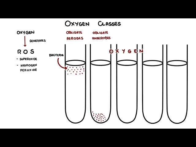 Growth, Metabolism, and Survival of Bacteria / Microbe