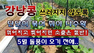 [텃밭농부 625]  강낭콩 이렇게 묶어야 다수확. 꺾어지고 찢어지면 소출이 절반! #강낭콩재배
