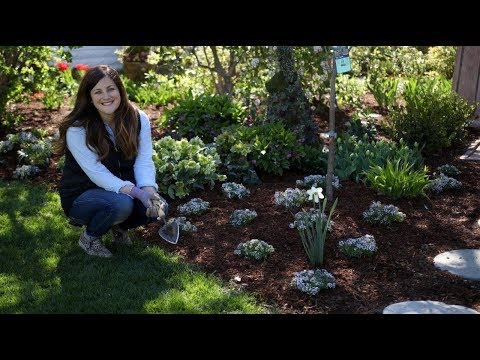 Alyssum – How to Plant & Care for Sweet Alyssum Flowers | Garden Design