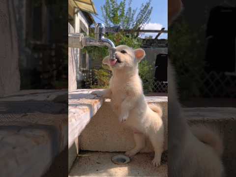 amazing dog 🐕 water eating#dog #water#trending #amazing #ytshort#funny #viralvideo #animals