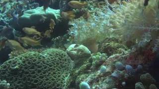 preview picture of video 'Diving Verde Island: San Agapito Reef'