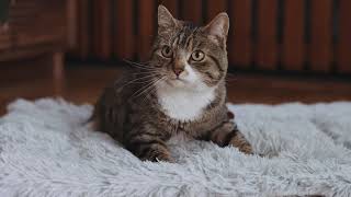 Iams — IAMS CATS GONNA CAT - SEARCH 15\"