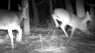 A ROUGH Winter: Trail Cam HIGHLIGHTS 1.29.26