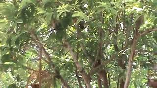 Download lagu Pikat wambie dialam liar mp3