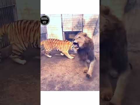 Tiger Teasing Lion#shorts