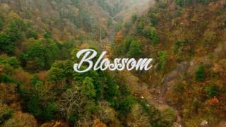 Andrew Applepie - Ankara Please