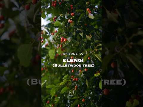 Hortus Malabaricus episode 009 Elengi
