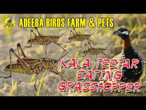 Adeeba birds farm & pets