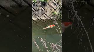 Download lagu Rivers in Japan have lots of fish mp3 Download lagu Rivers in Japan have lots of fish mp3