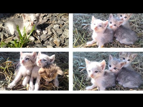 3 Cute Kittens playing Together || Too cute || #palvitegtavlog || 🐈✌️❤️❤️❤️