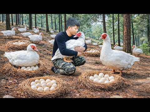 Harvesting Wild Duck Eggs… Then Catching Ducks in the Forest