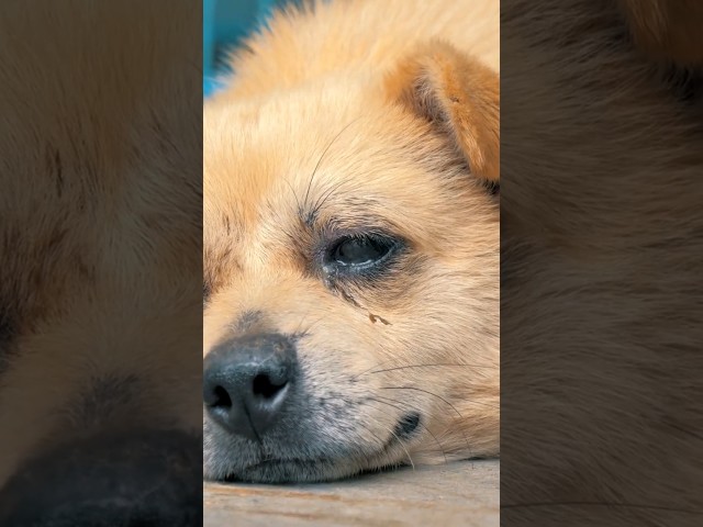 Vídeo relacionado con Trona y el misterio del cachorrito asustado: El Club Arcoíris 3