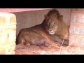 Wildlife Medics Lion Rescue Kenya