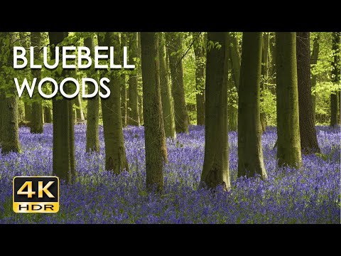 4K Forest Birdsong 2   Birds Sing in the Woods   No Loop Realtime Birdsong   Relaxing Nature Video