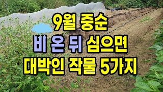 9월 중순 비 온 뒤 심으면 대박인 작물 5가지 이번 비 절대 놓치지 마세요!
