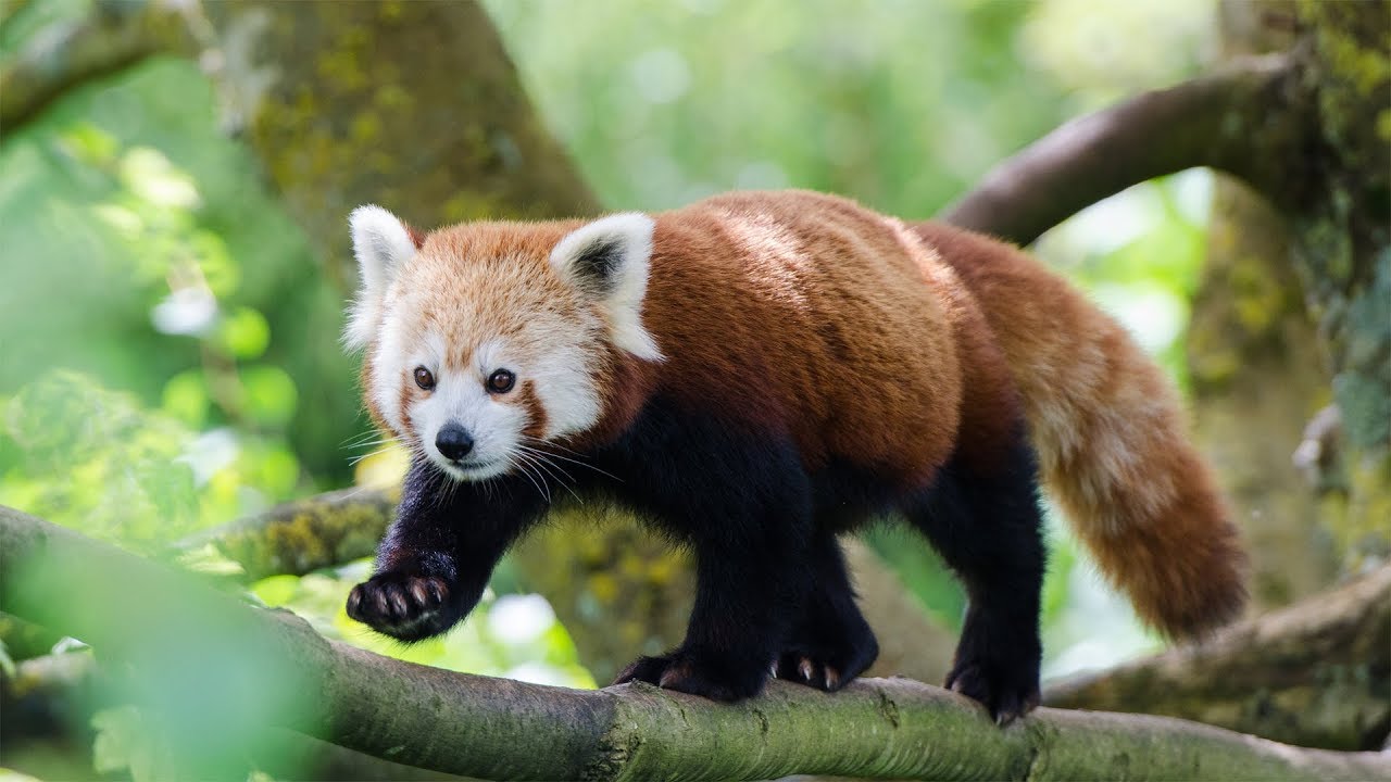 Red Panda - Animal of the Week