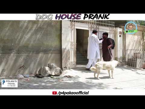 | DOG HOUSE PRANK | By Nadir Ali In | P4 Pakao | 2018