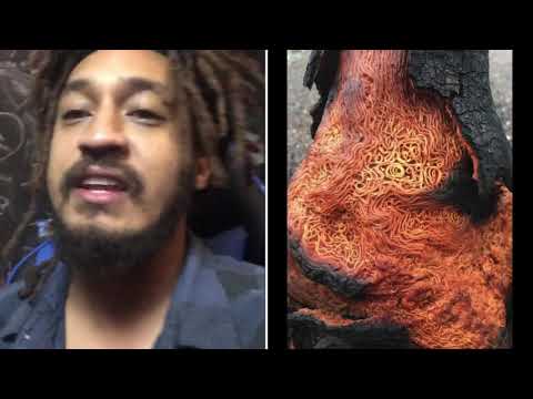 Are Trees Made Of Spaghetti? 🤣🍝 #PatGeo