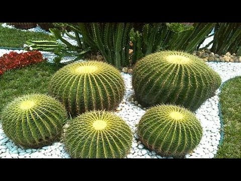 金虎 仙人掌