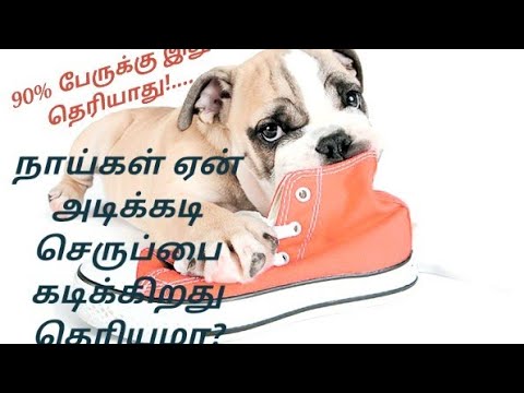 நாய்கள் ஏன் அடிக்கடி செருப்பை கடிக்கிறது தெரியுமா?.... Do you know why dogs often bite shoes?
