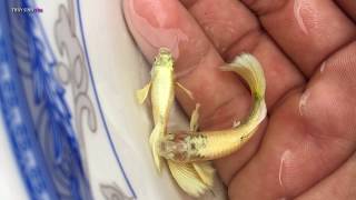 Full Gold Guppy - Dòng cá 7 màu quý như vàng được săn lùng hot nhất năm 2017