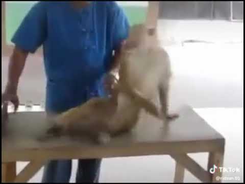 Sixpack esay a sacte hai tu tume Kyu nahe