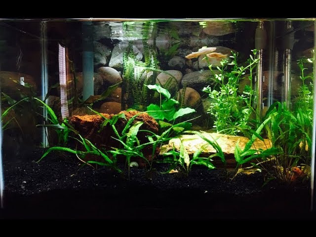 Betta in fully planted 20 gallon tank