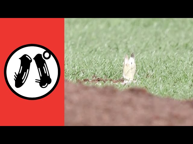 【パ】パテレ大好物の虫シリーズ【まとめるほどではないまとめ】