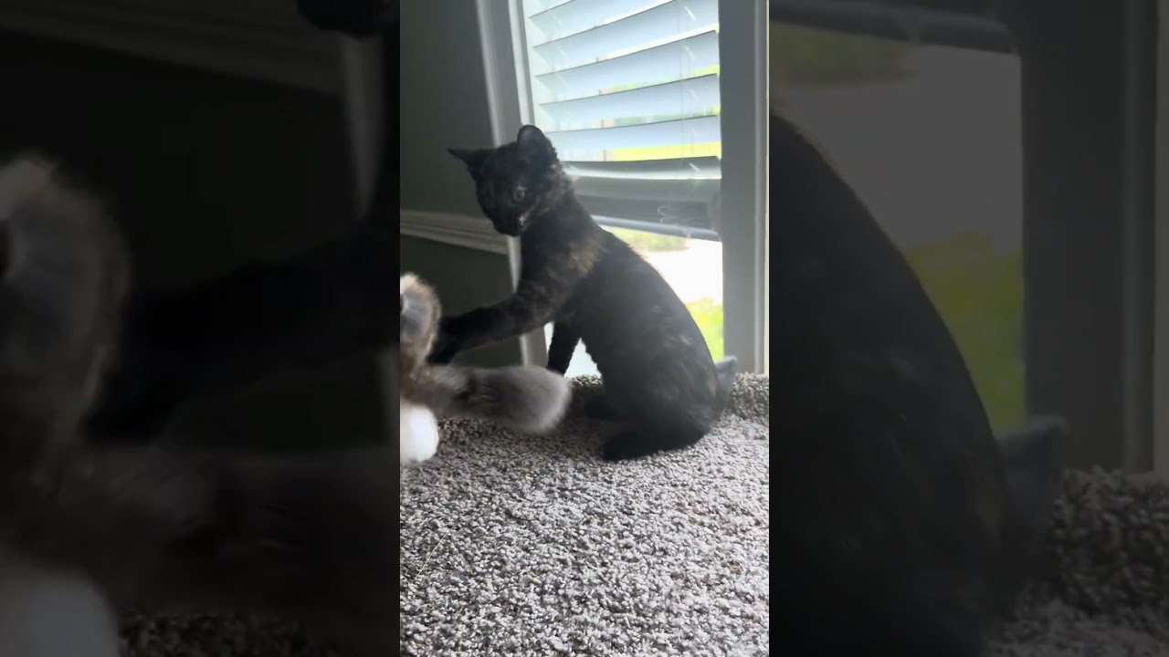Enlarge DAHLIA, a ADOPTABLE mixed breed in Louisville, TN video 5/5