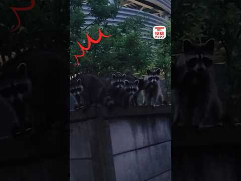 シロクマ州立公園 - 定義