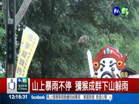 猴群躲暴雨 意外目擊動人母愛