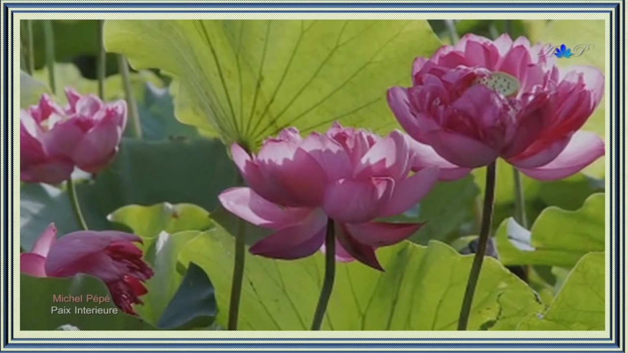 1ª MSG   SE NÃO HOUVER AMANHA  MOMENTO ESPÍRITA   VOL 7