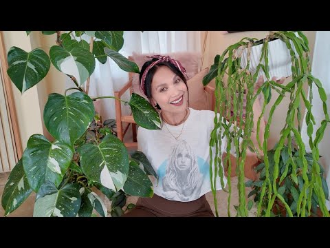 5 Super Easy Plants I love + 2 New Cuties 🪴