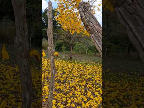 IPÊ EM PARANATAMA-PE FEVEREIRO DE 2026 LINDO