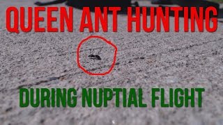 Hunting for Queen Ants In The Summer (Nuptial Flig