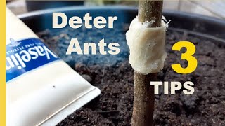 Best ORGANIC Ant Control method | Keep Ants OUT of your Container Plants and OFF of your Fruit Trees
