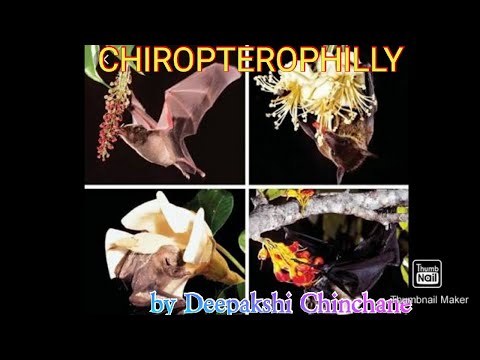 CHIROPTERYPHILY