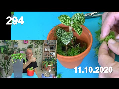 Zimmerpflanzen Spezial Karnivoren Teil 1 Kannenpflanze und Juwelorchidee. Pflege und mehr