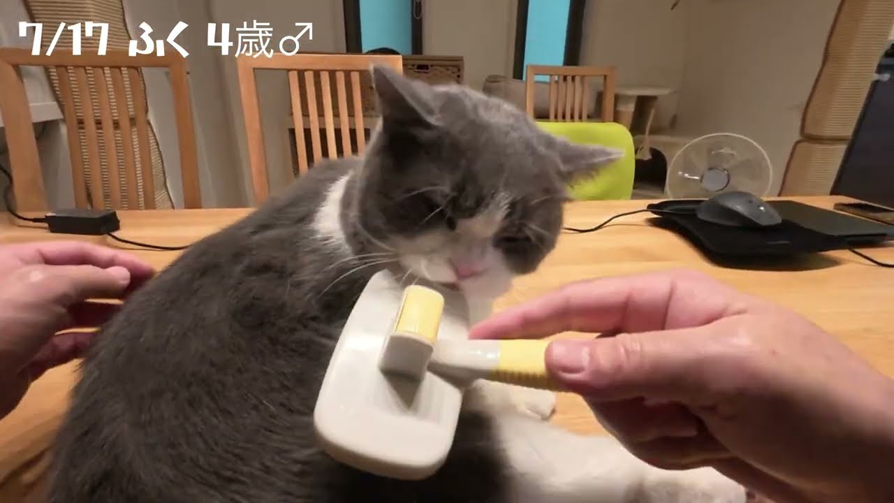 ふく元気です!猫のブラッシング音が心地いい…[ASMR]