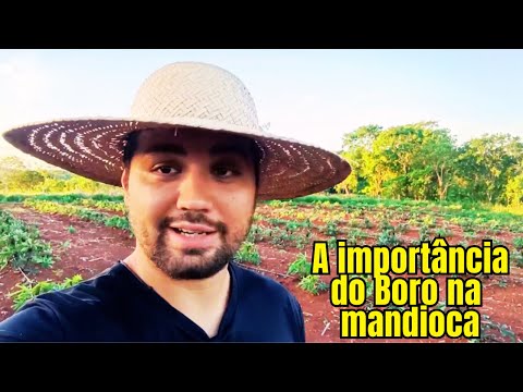 Aplicação do boro na mandioca 